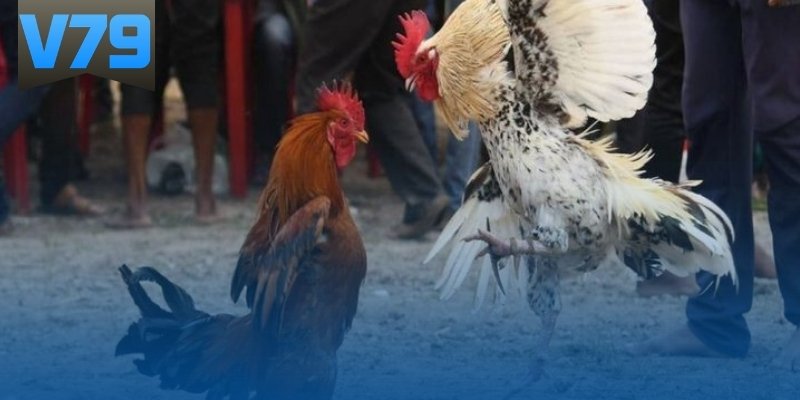 Cách băng cựa gà đá giúp hạn chế tổn thương